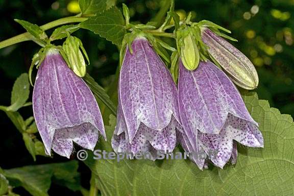 campanula takesimana 1 graphic